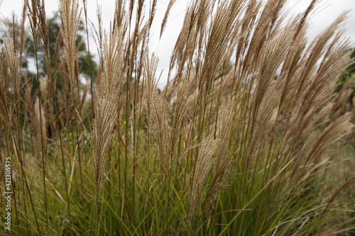 Floral and rural background. Closeup view of Miscanthus sinensis Gracillimus, also known as Chinese silver grass, brown flowers blooming in the field.