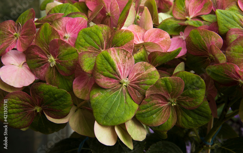 Floral texture and pattern. Exotic flowers. Closeup view of Hortensia Hydrangea macrophylla Magical, also known as big leaf Hydrangea, flowers of green and pink petals, spring blooming in the garden.