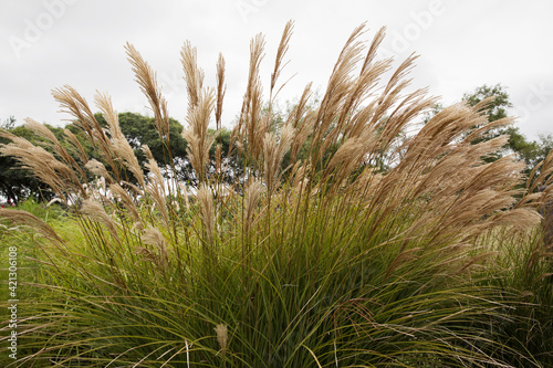Ornamental grass. Closeup view of Miscanthus sinensis Gracillimus, also known as Chinese silver grass, green foliage and brown flowers blooming in the garden.  photo