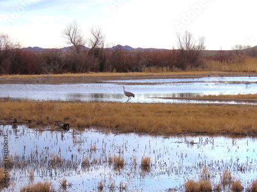 Scenic views of Bosque del Apache National Wildlife Refuge in Socorro County, New Mexico