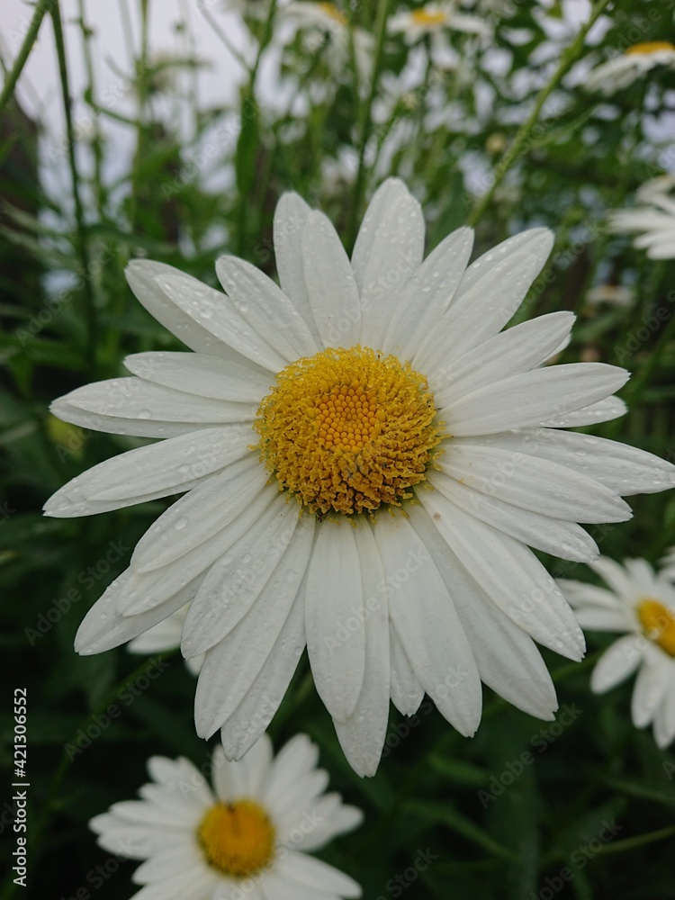 Obraz premium white daisy flower