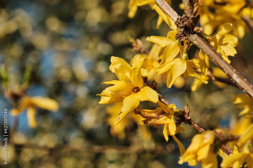 Forsythia yellow flowers