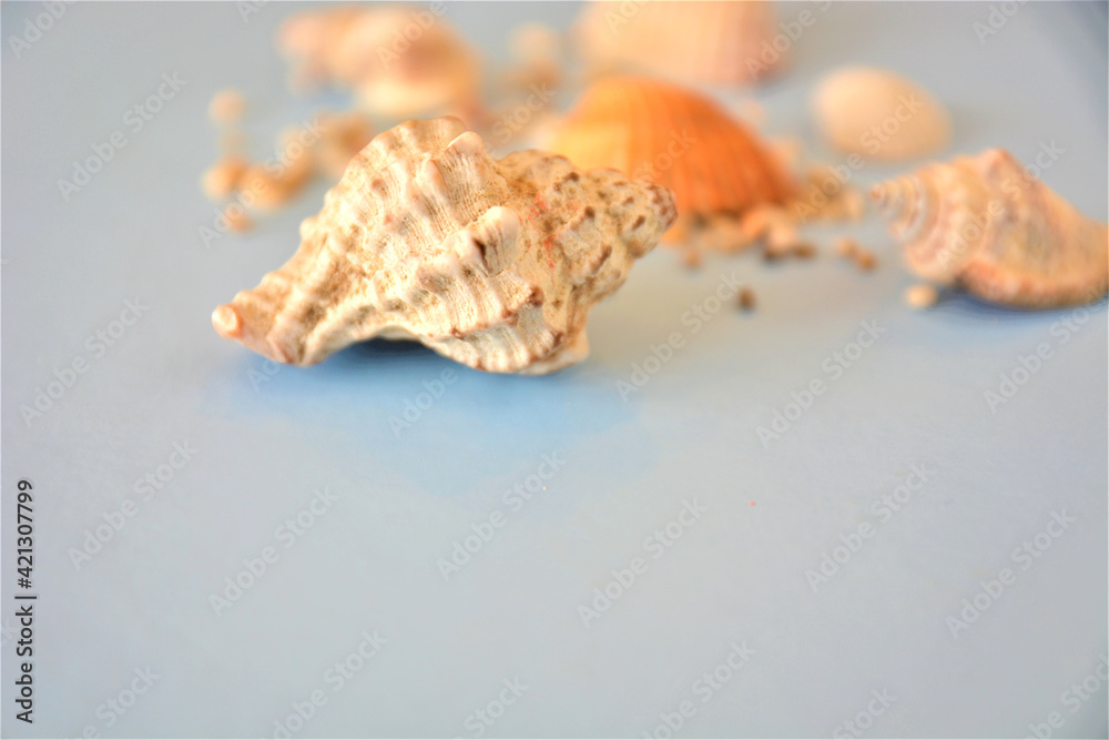 conchiglie sabbia estate mare vacanza viaggiare conchiglie sabbia estate mare vacanza viaggiare