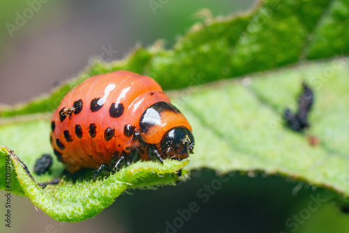 Colorado potato beetle larvae eats potato leaves, damaging agriculture