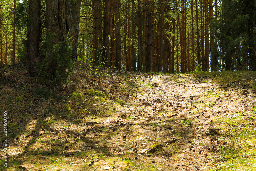 Spring Forest. sunny glade, bumps, fresh green grass. Beautiful natural background Spring Forest. sunny glade, bumps, fresh green grass. Beautiful natural background