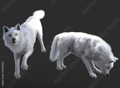 	
White wolves pose render with grey background	
