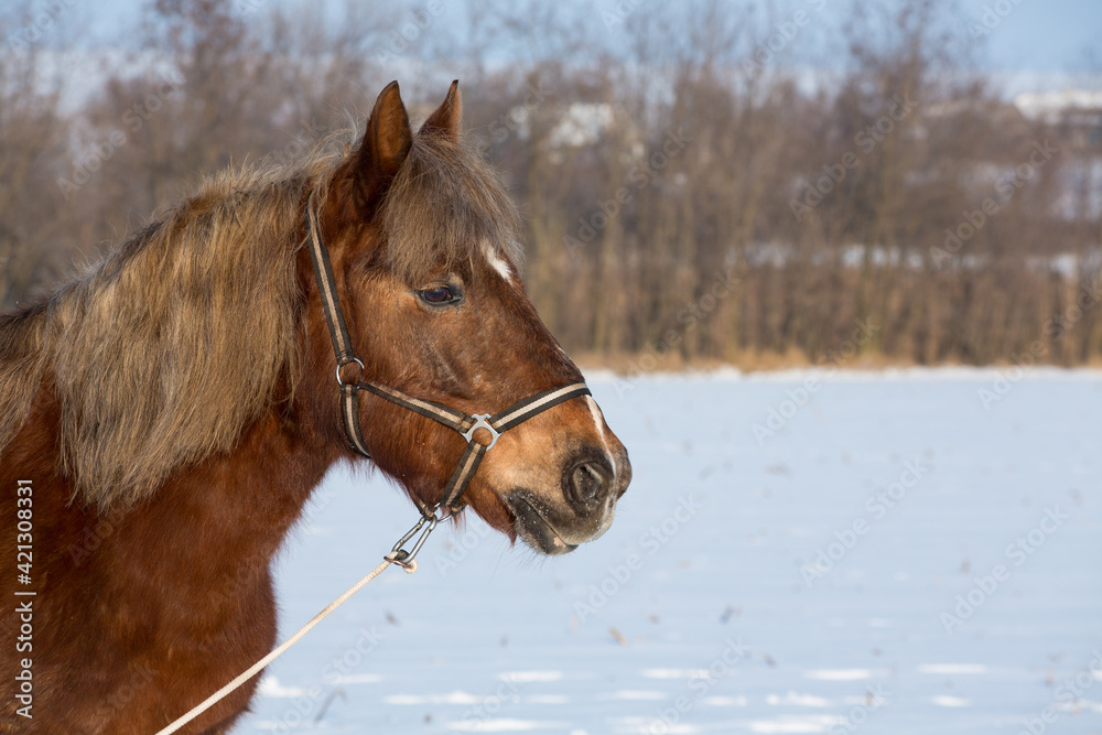 Obraz premium Portrait of a red, not purebred horse with a light brown mane in a bridle against the background of a snow-covered field