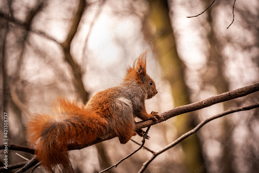 red squirrel climbing on a branch on a tree red squirrel climbing on a branch on a tree