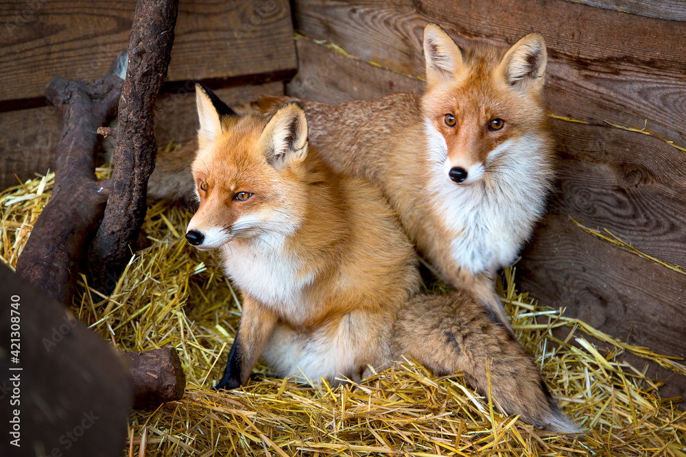 Obraz premium A group of red foxes in a wooden enclosure on a straw bed being treated at a wildlife shelter