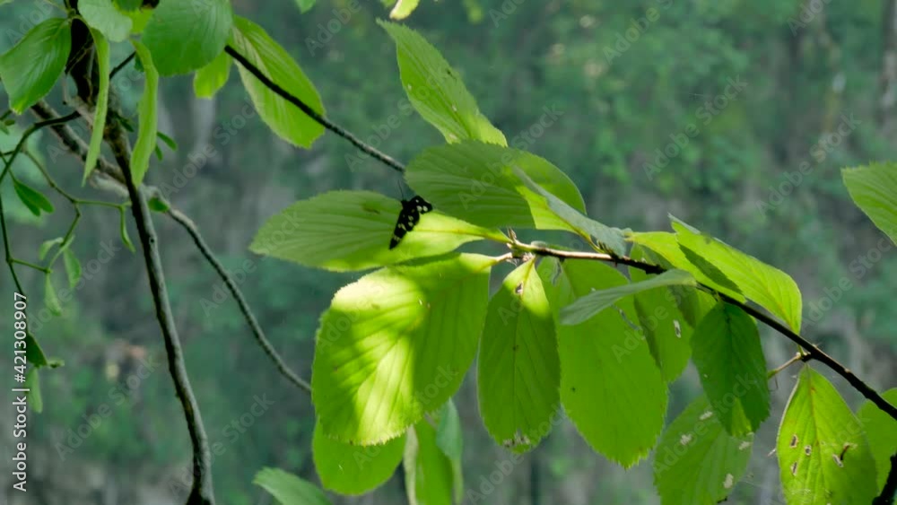 Nine-spotted Moth (Amata phegea) in Plitvice lakes, Croatia National Park, detail Nine-spotted Moth (Amata phegea) in Plitvice lakes, Croatia National Park, detail
