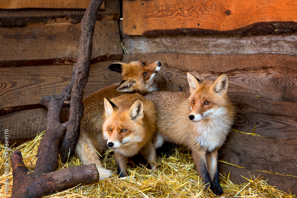 Fototapeta premium A group of red foxes in a wooden enclosure on a straw bed being treated at a wildlife shelter