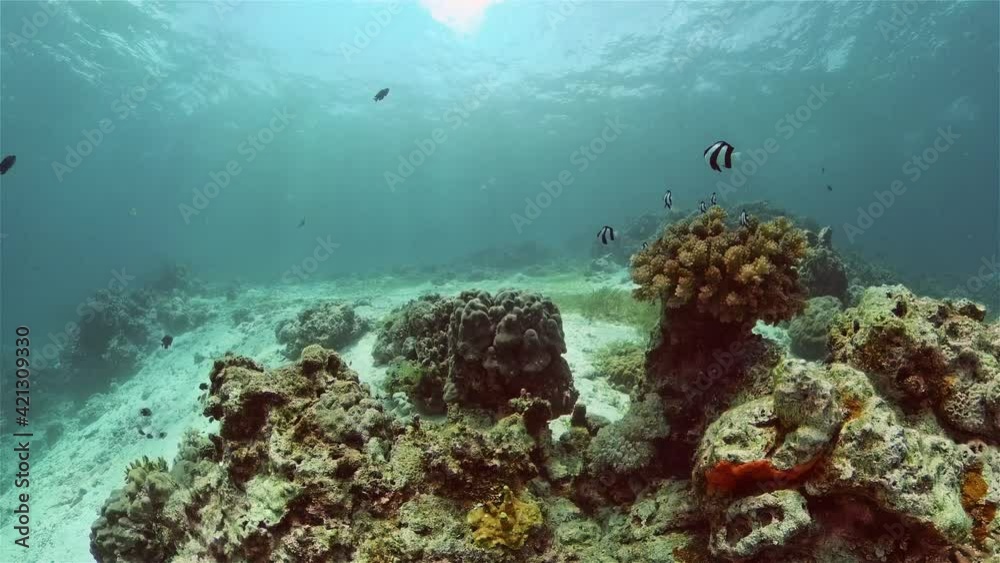 Soft and hard corals. Underwater fish garden reef. Reef coral scene. Philippines. Soft and hard corals. Underwater fish garden reef. Reef coral scene. Philippines.