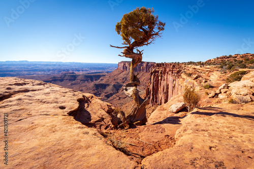 Ancient pinyon pine tree on the plateau edge, Canyonlands National Park