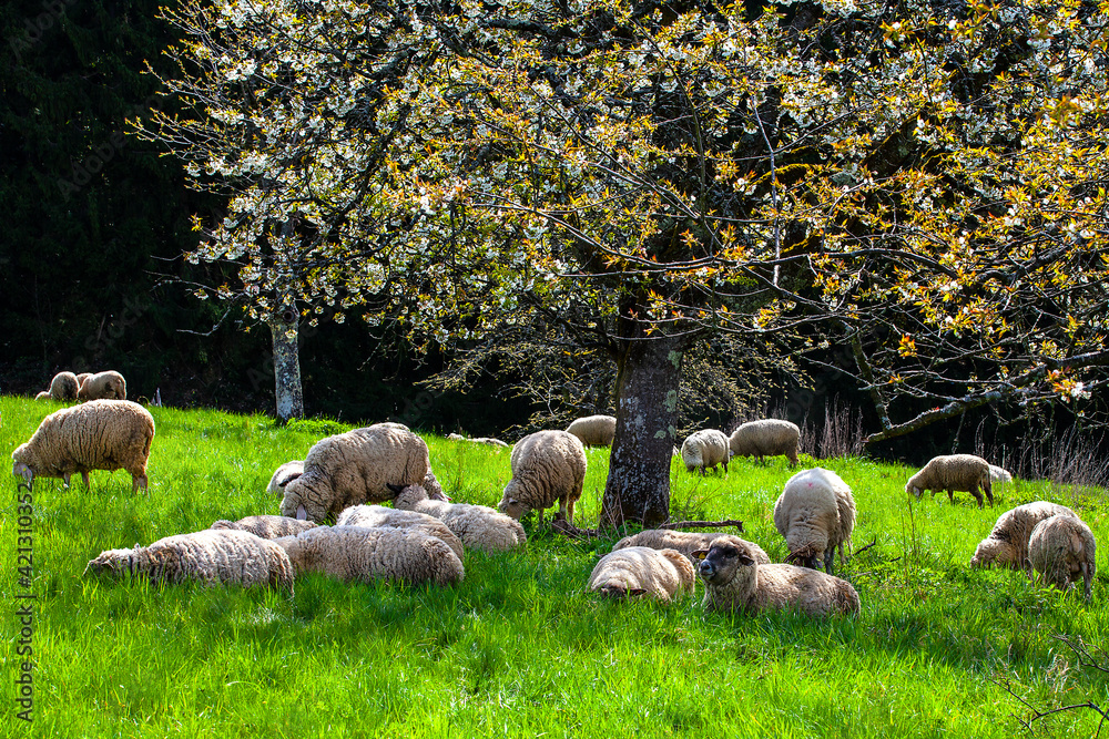 Obraz premium Schafe_9730
