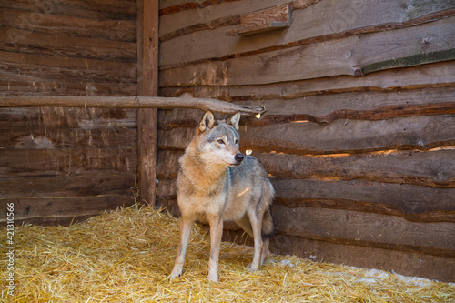 Bilde på lerret Close-up portrait of she-wolf in animal rehabilitation center
