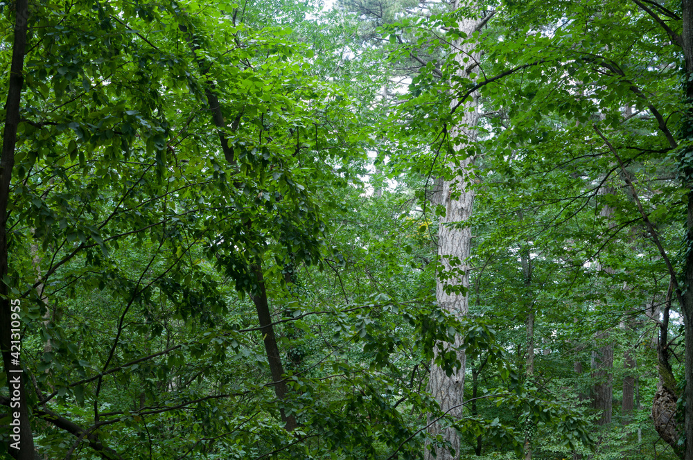 Fototapeta premium beautiful trees in the forest