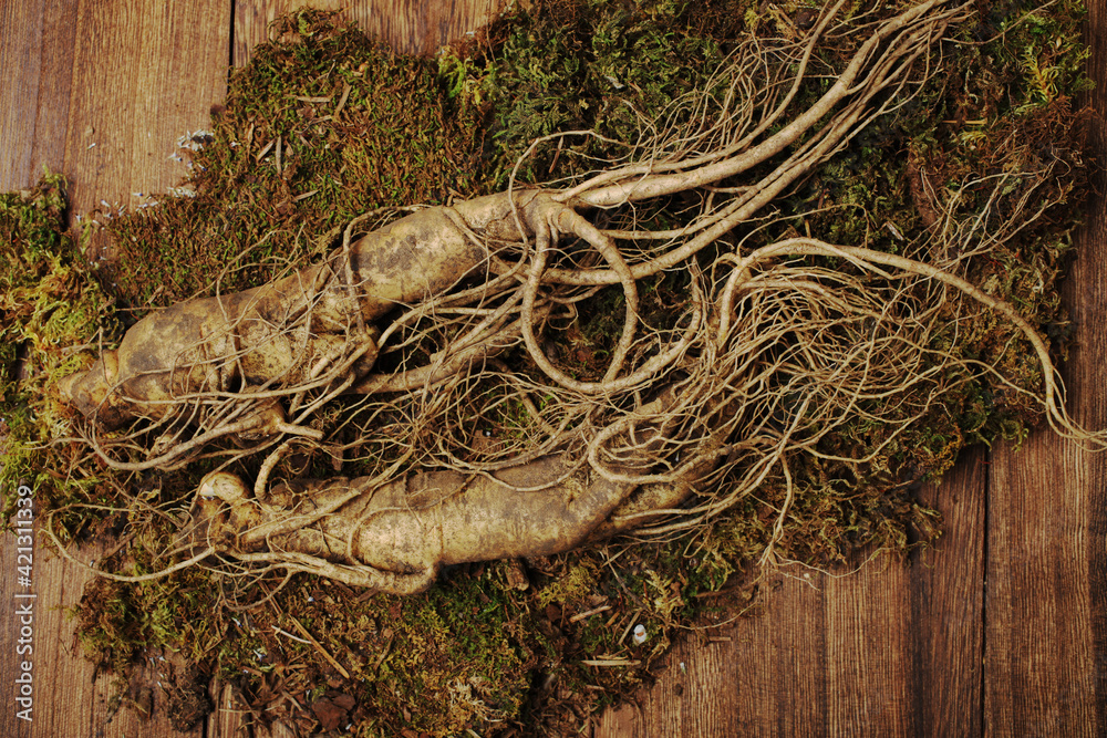 Fresh ginseng on wooden  background.