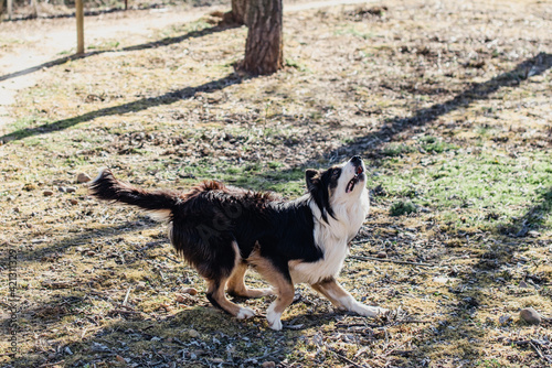 Un hermoso perro Border Collie corriendo mientras mira hacia el cielo para capturar un frisbee