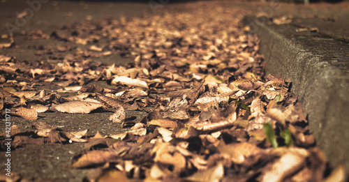 Autumn leaves on the street, ground close-up, autumn beauty, beech, autumn colors