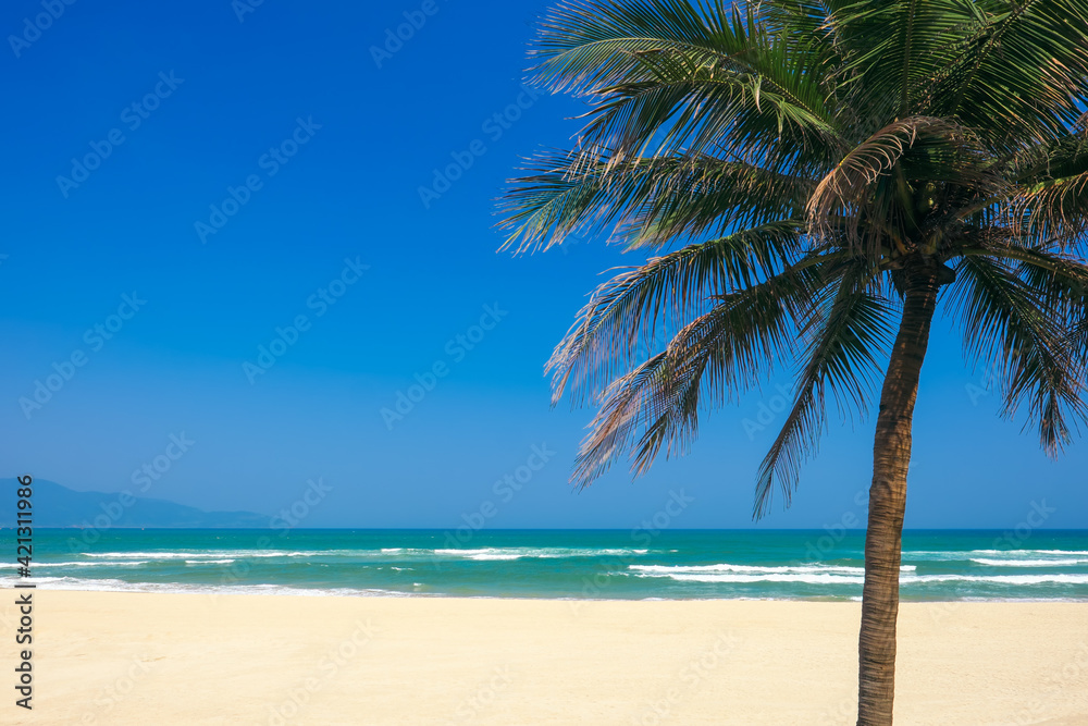 Coconut palm tree at the China Beach, DaNang, Vietnam.