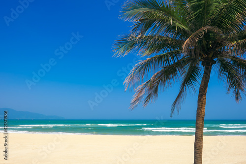 Coconut palm tree at the China Beach, DaNang, Vietnam. © Tee11