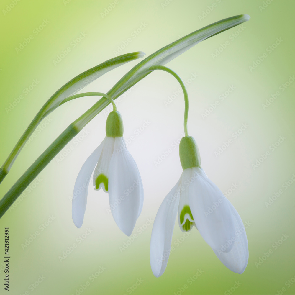 USA, Washington, Seabeck. Close-up of galanthus snowdrop flower. USA, Washington, Seabeck. Close-up of galanthus snowdrop flower.