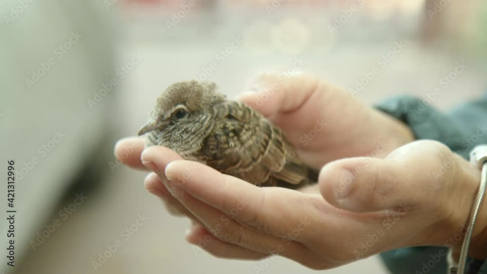 Side view, hand focus – Asian woman caressing a little baby Eurasian tree sparrow in her hands. Side view, hand focus – Asian woman caressing a little baby Eurasian tree sparrow in her hands.