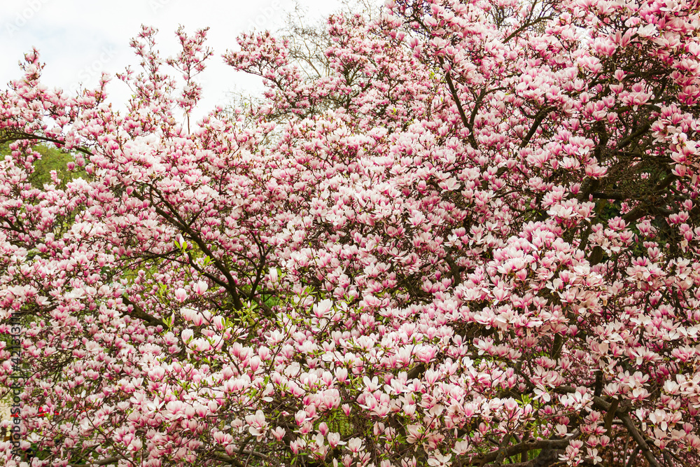 small magnolia tree with pink flowers. a large number of magnolia flowers. blurry. Cheerful nice background. big Dude during flowering. magnolia inflorescence against the sky