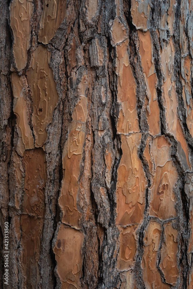 Beautiful natural tree bark pattern. Close up of a tree. Natural background Beautiful natural tree bark pattern. Close up of a tree. Natural background