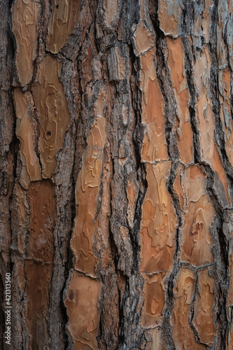 Beautiful natural tree bark pattern. Close up of a tree. Natural background