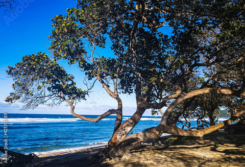 Tree on the Dominican shore