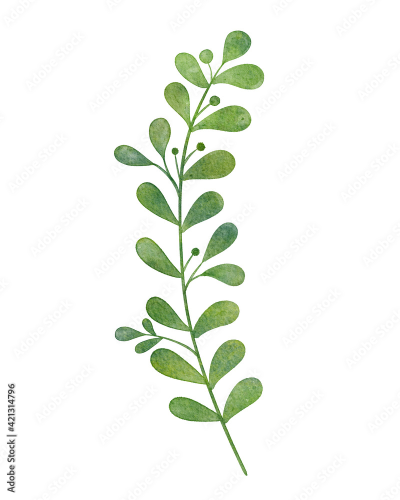 Fototapeta premium Hand painted watercolor botanical leaf illustration with isolated white background