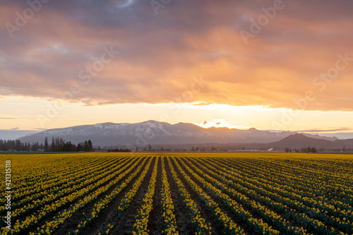 Daffodil Rows in the Skagit Valley at Sunrise. Beautiful morning light illuminates the agricultural daffodil fields in springtime splendor in the Skagit Valley famously known for its tulip festival.