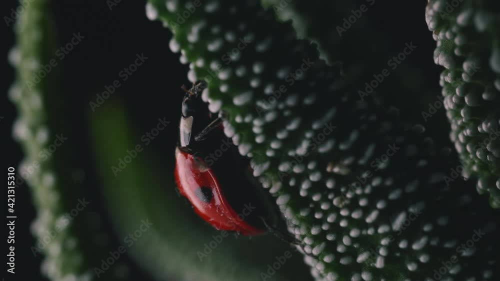 Red And Shiny Ladybird Beetle Creeps Along White-Spotted Succulent Green Leaf. - Tracking Shot, Macro Red And Shiny Ladybird Beetle Creeps Along White-Spotted Succulent Green Leaf. - Tracking Shot, Macro