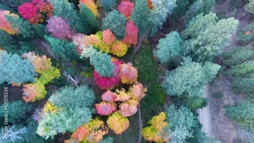 Cinematic downward angle  drone shot of bright colored trees on Mount Lemmon Arizona photo