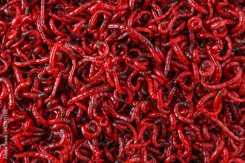 bloodworm  close-up. Macro shooting. nozzle for fishing. photo