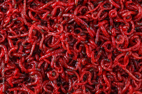 Obraz na plátne bloodworm  close-up. Macro shooting. nozzle for fishing.