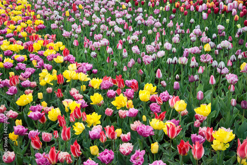 USA, Washington. Field of blooming tulips.