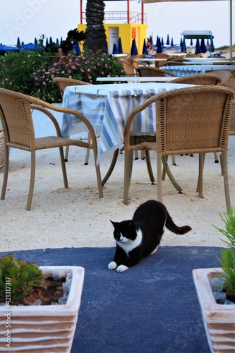 black and white cypress cat on the terrace