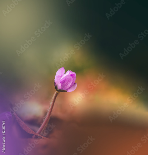 Macro of a single pink anemone hepatica flower. Early Spring flowers. Soft focus, shallow depth of field and blur