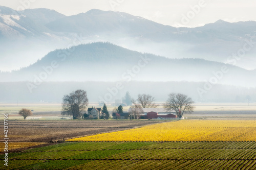 Daffodil Fields in the Spectacular Skagit Valley, Washington. With the Cascade Mountains in the background the yellow daffodil fields present a stark contrast to the fertile green of the Skagit Valley