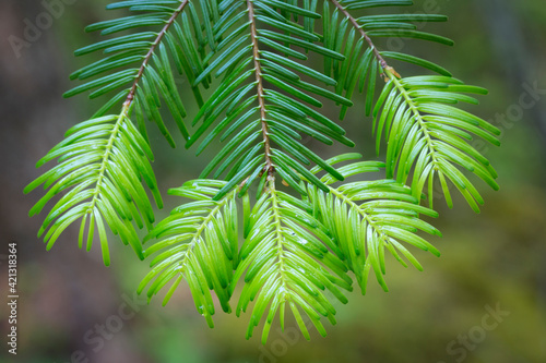 USA, Washington State, Gifford Pinchot National Forest. Close-up of fir tree bough. photo