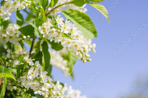 Greeting card background, cherry flowers on blue background with copy space with selective focus