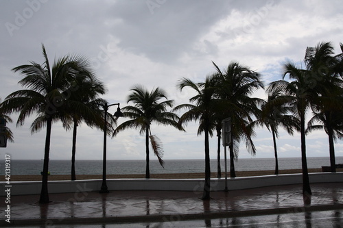 palm trees on a white sandy beach