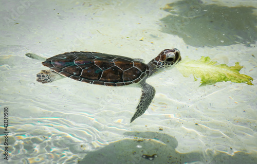 a young sea turtle swimming in the water.