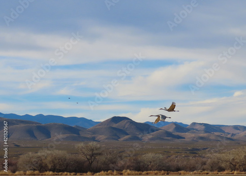 Sandhill cranes at the Bosque de Apache National Wildlife Refuge.