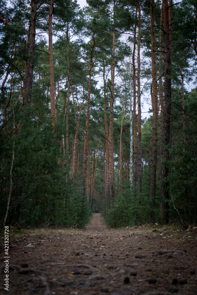 Obraz premium Droga leśna w kaliszu 10.03.2021