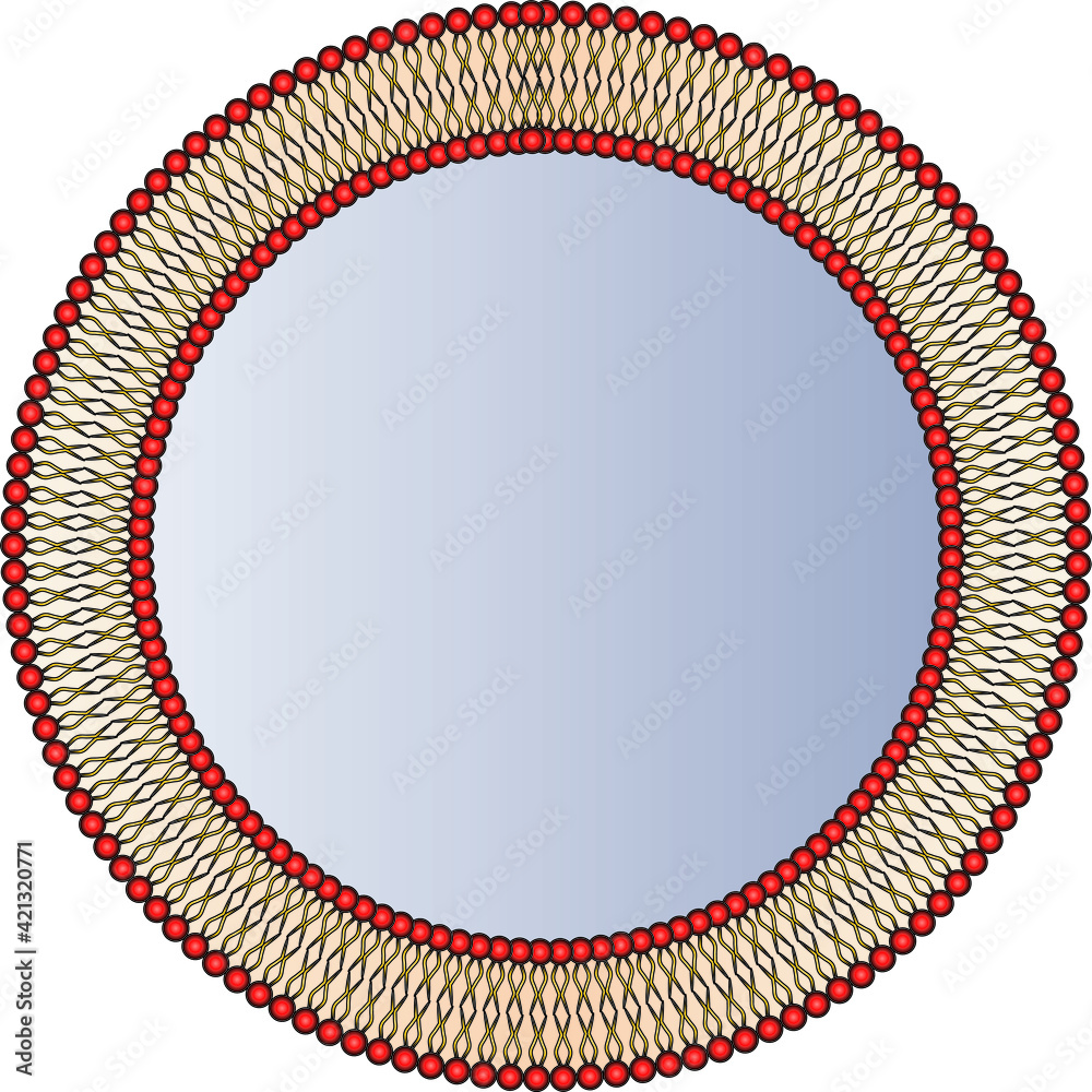 Cell membrane cytoplasmic membrane plasmalemma vector de Stock | Adobe ...