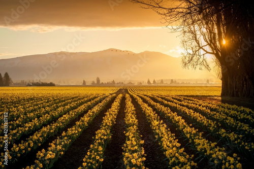 Daffodil Rows in the Skagit Valley at Sunrise. Beautiful morning light illuminates the agricultural daffodil fields in springtime splendor in the Skagit Valley famously known for its tulip festival.