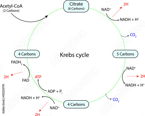 Citric acid cycle Krebs cycle